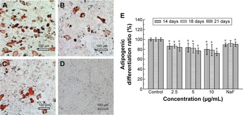 Figure 6 Evaluation of adipogenic differentiation of rMSCs after they were treated with G/SWCNT hybrids.Notes: Representative images showing oil red O staining of adipocytes treated (A) without and (B) with G/SWCNT hybrids after 21 days of differentiation. (C) NaF treatment was used as a positive control. (D) Cells incubated with culture medium were used as the undifferentiation control. Scale bar =100 µm. (E) Adipocytes were quantitated by measuring oil red O from the stained cytoplasmic lipid accumulation. The results demonstrated G/SWCNT hybrids inhibited adipogenic differentiation of rMSCs. Data represent the mean ± SD with n=4 for each bar. *P<0.05 (compared to control).Abbreviations: G/SWCNT, graphene/single-walled carbon nanotube; NaF, sodium fluoride; rMSCs, rat mesenchymal stem cells; SD, standard deviation.