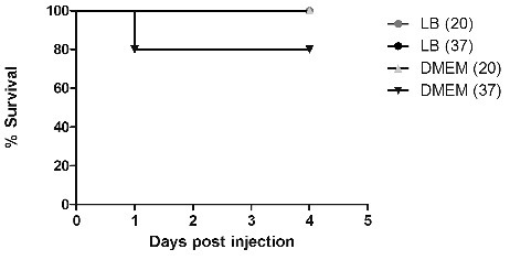 Figure 4. Supernatant of EAEC strain 042 has little effect on mortality. Strain 042 was grown stationary overnight in either LB-broth or DMEM/0.5 % glucose at 20 and 37 °C. The supernatants were then sterile filtered and concentrated 10 times using an 10 kDa amicon filter (Merck Millipore, Kenilworth, NJ), and 10 μl were injected into the larvae. The results represents the average of 3 experiments, repeated with 3 different batches of larvae. Statistical difference was calculated using the log rank test for multiple comparisons in GraphPad, however no statistical significance was observed