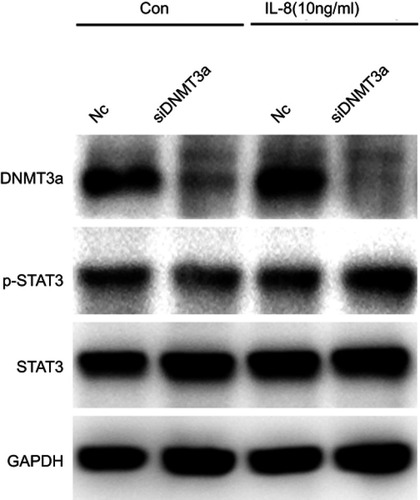 Figure S3 STAT3 (Y705) phosphorylation elevated in DNMT3a knockdown PANC-1 cells after IL8 (10 ng/mL) added in the media.