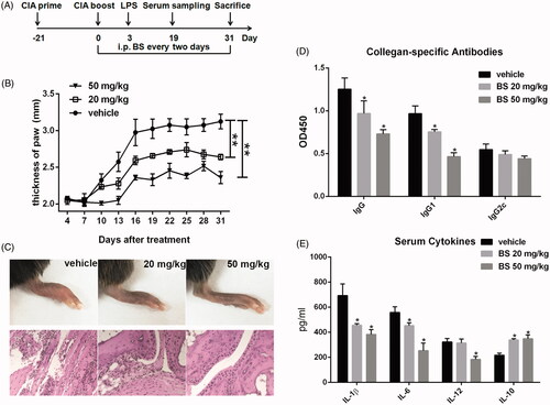 Figure 2. BS treatment repressed collagen-induced arthritis, collagen-specific antibodies and pro-inflammatory cytokine production in mice. (A) Timeline of animal experiment. (B) The swelling of hind paw was measured every three days using a vernier caliper. (C) The H&E staining of hind paws. (D) The collagen-specific IgG, IgG1 and IgG2c antibodies were detected by ELISA at a 1:100 dilution of serum. (E) The levels of serum IL-1β, IL-6, IL-12 and IL-10 were measured by ELISA. Data were collected from two individual experiments, and shown as mean and SEM. N = 6–8. *p < 0.05 and **p < 0.01.