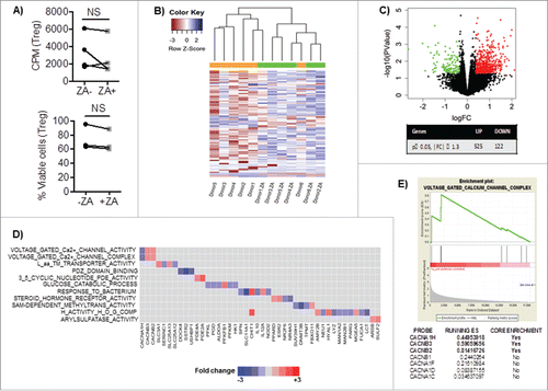 Figure 2. A) Enriched Treg from healthy blood donors were cultured with IL-2 and OKT3 for three days and analyzed for their proliferation by 3H-thymidine incorporation and viability by 7AAD and Annexin V. Statistical analyses were done on pooled data (n = 4) using non-parametric Wilcoxon matched-pair test. B) Heat-map or C) volcano plot of Differential Gene Expression (DEG) following RNA-sequencing of overnight cultured healthy blood donor Treg with IL-2, OKT3 in the presence or absence of ZA (n = 6). NS = not significant. The volcano plot shown illustrates the expression fold change (log2) vs. p-value (–log10). Single dots represent individual genes, where red dots indicate a p-value ≤ 0.05 and fold change of ≥1.3 while green dots indicate a p value ≤ 0.05 and a fold change of ≤ -1.3. D) The ranked DEG lists were used to perform GSEA using Gene Ontology annotated functions. Selected significantly altered gene set functions (p ≤ 0.05), showing the contribution of individual genes to the enriched gene sets in ZA treated Treg from healthy blood donor relative to untreated. E) The enrichment plot indicating the positive enrichment of genes associated with voltage gated calcium channel complex in ZA-treated compared to untreated healthy blood donor Treg.