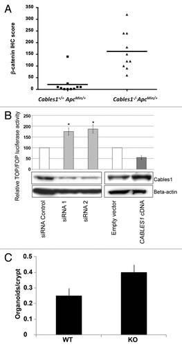 Figure 4. (A) β-catenin immunohistochemistry (IHC) scores of Cables1+/+ ApcMin/+ and Cables1−/− ApcMin/+ mice. A horizontal line indicates the median in each group. There was a significantly higher mean nuclear β-catenin IHC score (P = 0.002) in the Cables1−/− ApcMin/+ mice. (B) SW480 cells were transfected with either small interfering RNA (siRNA) targeting endogenous CABLES1 or with CABLES1 cDNA. Twelve hours later, cells were transfected with a β-catenin responsive (pGL3-OT) or a mutant (pGL3-OF) reporter construct and luciferase activity was measured. Results are expressed as the TOP/FOP ratio. The CABLES1 siRNA was associated with significantly increased TOP/FOP reporter activity compared with cells transfected with a control siRNA. Overexpression of Cables1 following CABLES1 cDNA transfection was associated with decreased TOP/FOP reporter activity compared with controls. Columns: average of at least two independent experiments; bars: standard error of mean (SEM). *P < 0.05 as compared with control cells. Protein levels of Cables1 were confirmed by western blot in lower panel. (C) Small intestinal crypts isolated from Cables1 knockout mice (KO) were capable of nearly 2-fold greater (P < 0.05) organoid formation than crypts from wild type mice (WT), indicating increased intestinal progenitor cell activity in the Cables1 knockout mice.