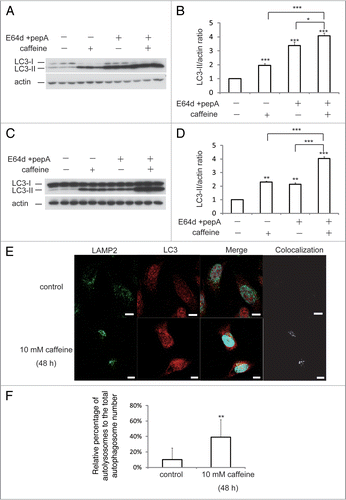 Figure 2 Caffeine does not block autophagosome-lysosome fusion. (A–D) SH-SY5Y (A) or heLa (C) cells treated with 10 mM caffeine with or without E64d (10 µg/ml) and pepstatin A (10 µg/ml) were analyzed by immunoblotting with antibodies against LC3 and actin. Densitometry analysis of LC3 levels relative to actin in SH-SY5Y (B) and HeLa (D) cells was performed using three independent experiments. (E and F) HeLa cells treated with various concentrations of caffeine for 48 hours were analyzed using confocal microscopy (E). Number of the autolysosomes and autophagosomes were automatically counted using imageJ “Colocalization” Plugin and the ratios were calculated (F).