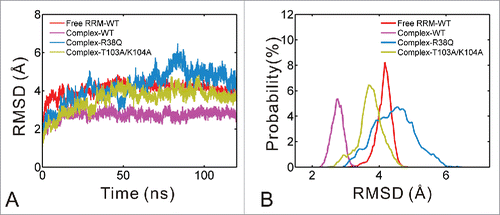 Figure 2. Comparison of RMSD for free RRM-WT (red), complex-WT (purple), complex-R38Q (blue) and complex-T103A/K104A (yellow) systems. (A) The RMSD values of non-hydrogen atoms versus simulation time. (B) The probability distribution of RMSD calculated from the equilibrium trajectories.