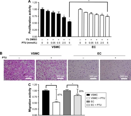 Figure 6 Effect of PTU on proliferative and migratory activities of VSMCs and endothelial cells.Notes: (A) Proliferative activity was assessed by BrdU incorporation assay. After 24 hours of serum deprivation, cells were treated with indicated conditions for 16 hours. BrdU incorporation into cells was assayed. Each value represents the mean ± SE of six independent experiments. p<0.05; *represents significant difference among groups. (B) Migratory activity was assessed by using a migration assay chamber. After treatment with or without 5 mmol/L PTU for 6 hours, cells on the lower aspect of the filter membrane were fixed and stained with Liu’s stain (pink staining; magnification 100×). (C) Each value (mean ± SE [n=6]) is determined by cell number on the lower aspect of filter membrane and expressed as a percentage of control. *Represents significant difference.Abbreviations: EC, endothelial cells; VSMC, vascular smooth muscle cells; PTU, propylthiouracil; SE, standard error.