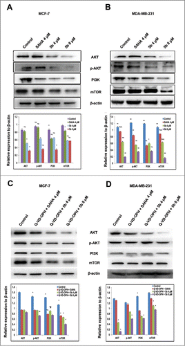 Figure 3. Western blot analysis showing that Bisindole PBD (5b) dampens the prosurvival PI3K/AKT/mTOR signaling pathway in breast cancer cells. (A, B) Proteins extracted from MCF-7 and MDA-MB-231 cells incubated with 4 μM of SAHA and 4, 8 μM of 5b for 24 h along with DMSO (0.1%) treated control cells were immunoblotted and hybridized with antibodies against AKT, p-AKT, PI3K and mTOR to check the level of expressions. β-Actin was used as gel loading control. The relative expression of proteins from 3 independent blots was plotted in histograms. Bars with * are significantly different from other groups p ≤ 0.01 except that they bear same symbol. In case of MDA-MB-231 histogram, bars with ** are significantly different from other groups p ≤ 0.01 and Bars with * are significantly different from other groups p ≤ 0.05 except that they bear same symbol. (C, D) Co- treatment with Q-VD-OPH 500 nm, SAHA 4 μM and 5b 4 μM was given to examine the expression pattern of AKT, p-AKT, PI3K and mTOR protein levels. β-Actin was used as loading control. Histograms represent data from 3 independent experiments. Data are represented as the mean ± SD. *P < 0.05.