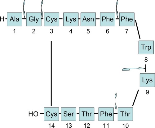 Figure 1 Structure and enzymatic degradation regions of native somatostatin.