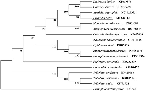 Figure 1. Phylogenetic tree showing the relationship between Psylliodes balyi and 15 other beetles based on neighbor-joining method. Drosophila melanogaster was used as an outgroup. GenBank accession numbers of each species were listed in the tree. The beetle determined in this study is underlined.