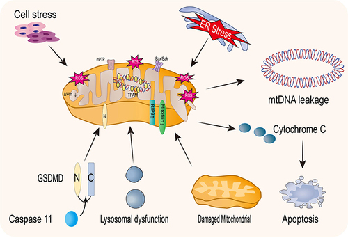 Figure 1 Mechanisms of mtDNA leakage. Conditions such as mitochondrial damage, endoplasmic reticulum stress, and lysosomal dysfunction, will increase the production of ROS, decrease mitochondrial membrane potential, and open Bax/Bak macropores and mitochondrial permeability transition pores, resulting in the release of mitochondrial DNA into the cytoplasm. Meanwhile, cytochrome C is transported from the mitochondria to the cytoplasm, which causes apoptosis.