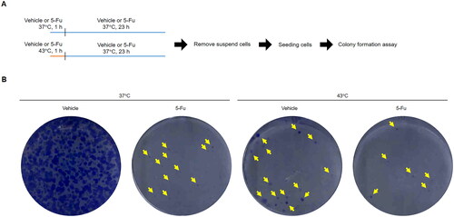 Figure 2. Cell regrowth after hyperthermia and 5-Fu treatment. (A) Experimental design. Cells were treated with or without 5-Fu at 37 or 43 °C for 1 h, followed by incubation at 37 °C for 23 h. Dead cells (suspended cells) were washed away. Attached cells were collected and re-seeded onto new six-well plates. (B) Cell regrowth was monitored by colony formation assay. Yellow arrows indicate colonies.