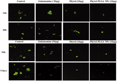 Figure 7. Confocal laser scanning electron micrographs of phytol, phytol-PLGA NPs, and galantamine on anti-aggregation and disaggregation property of Aβ25–35 in phase I (24 h, 48 h) and phase II (96 h and 9 days).
