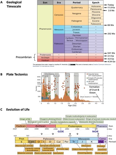 Fig. 1 (A) The geological timescale (adapted from image by Jonathan R. Hendricks. Image in the public domain). (B) History of Earth’s crust and plate tectonics (from Hawkesworth et al., Citation2016). (C) Evolution of life (from Knoll & Nowak, Citation2017).