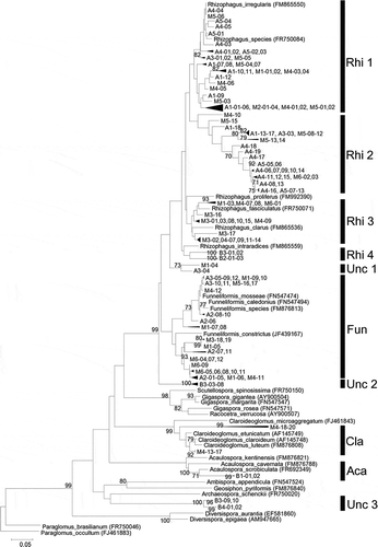 Figure 1 Neighbor-joining phylogenetic tree of arbuscular mycorrhizal fungi (AMF) sequences (28S rDNA region) obtained during our study, GenBank sequences of known Glomeromycota and other GenBank AMF sequences highly similar to our sequences. Tree is rooted to Paraglomus occultum (FJ461883). Bootstrap values of 70% (1000 replicates) and higher are indicated. Rhi: Rhizophagus, Fun: Funneliformis, Cla: Claroideoglomus, Aca: Acaulospora, Unc: Uncultured glomeromycota.