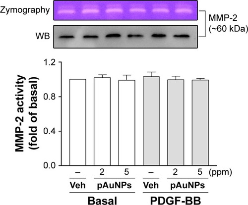 Figure 5 Gelatin zymography and Western blotting of MMP-2 expression and activity.Notes: VSMCs were treated with Veh or pAuNPs (2 and 5 ppm) in the presence or absence of PDGF (10 ng/mL) at 37°C for 16 hours. The media were removed, centrifuged, and then analyzed by gelatin zymography and WB. The quantitation of MMP-2 activity based on similar zymographic results is shown in the lower panel (n=3).Abbreviations: pAuNPs, physically synthesized gold nanoparticles; VSMC, vascular smooth muscle cell; PDGF, platelet-derived growth factor; MMP-2, matrix metalloproteinase-2; Veh, vehicle; WB, Western blotting.