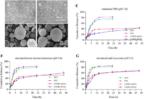 Figure 2. Characteristics of the P/Q@CNMPs. TEM microphotographs of the (A) PNP + QNP and (B) PCNP + QCNP, scale bar is 200 nm; SEM microphotographs of (C) P/Q@NMPs and (D) P/Q@CNMPs, scar bar is 5 μm; PTX and QUE release behavior in (E) PBS (pH 7.4), (F) simulated tumor microenvironment (pH 6.8), and (G) simulated endo/lysosome (pH 5.5) (n = 3).