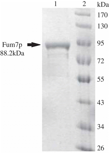 Figure 3. SDS-PAGE of Fum7p produced in E. coli. Lane 1, purified Fum7p; Lane 2, size markers.