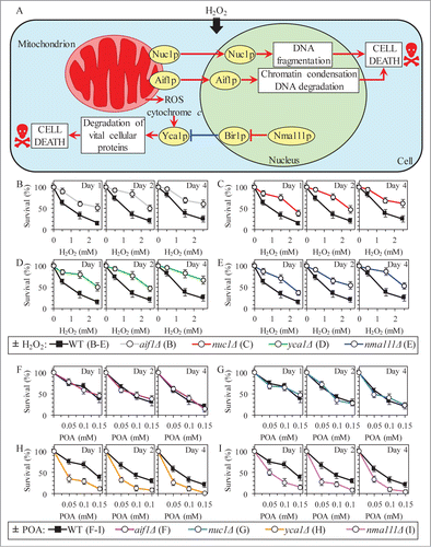 Figure 9 (See previous page). Although the Yca1p- and Nma111p-driven pathway of protein degradation plays an essential pro-death role in caspase-dependent apoptotic PCD elicited by exogenous hydrogen peroxide, it is an indispensable pro-survival process which protects yeast exposed to POA from liponecrotic PCD. (A) Outline of the caspase-dependent and caspase-independent pathways of apoptotic PCD orchestrated by yeast mitochondria in response to hydrogen peroxide (H2O2). A key protein component of the caspase-dependent apoptotic pathway is the metacaspase Yca1p. Yca1p can be activated by reactive oxygen species (ROS) and/or cytochrome c following their release from mitochondria into the cytosol; Yca1p can also be activated by the serine protease Nma111p known to degrade Bir1p, an inhibitor of Yca1p. The caspase-independent apoptotic pathway includes Aif1p and Nuc1p; in response to H2O2 and some other pro-apoptotic stimuli, these 2 endonucleases can move from the mitochondrion to the nucleus where they cause chromatin condensation and/or DNA degradation. See text for additional details. Activation arrows and inhibition bars denote pro-death processes (displayed in red color) or pro-survival processes (displayed in blue color) for apoptotic PCD elicited by H2O2. (B–E) WT and mutant cells were recovered at days 1, 2 and 4 of culturing in YP medium initially containing 0.2% glucose as carbon source. Cell survival was assessed by measuring the clonogenicity of cells after 2 h of treatment with various concentrations of exogenous H2O2. Data are presented as means ± SEM (n = 5–9). (F–I) WT and mutant cells were recovered at days 1, 2 and 4 of culturing in YP medium initially containing 0.2% glucose as carbon source. Cell survival was assessed by measuring the clonogenicity of cells after 2 h of treatment with various concentrations of exogenous POA. Data are presented as means ± SEM (n = 8–13).