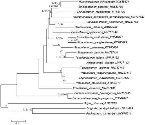 Figure 1. Bayesian Inference (BI) phylogenetic tree of Chinapotamon maolanense and other related freshwater crabs based on 13 PCGs in mitogenomes. Numbers on internodes are BI bootstrap proportions and the ML posterior proportions. The same of phylogenetic trees between ML and BI are indicated by bold branches. The differences of freshwater crabs between the ML and BI trees are indicated by ‘*’.The scale bars represent genetic distance.