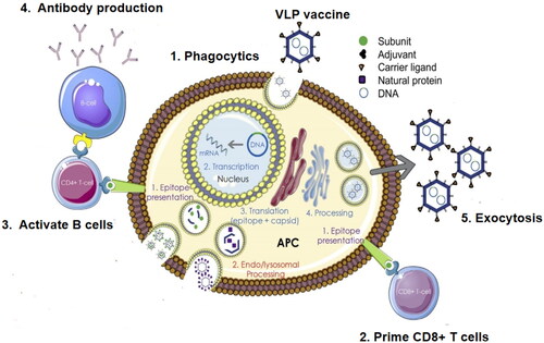 Figure 6. Virus-like nanoparticles in vaccine delivery.Note: VLP or virosome vaccines bind to targeted/non-targeted cells, and the targeted virus causes anti-TB protection with infectious doses that are significantly lower than those involving non-targeted cellular pathogens. The replication mechanism remains intact, and is used to replicate the viral vector vaccine, produce more viruses, and infect other APCs. The antigen is displayed on the cell surface and stimulates CD4+ and CD8+ T cells.