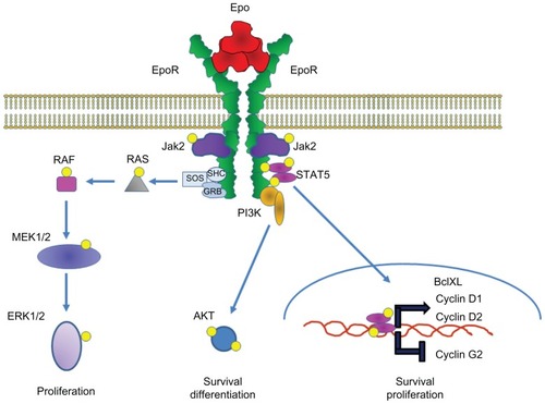 Figure 6 Erythropoietin receptor (EpoR) activation and signaling with Epo in erythroid progenitor cells.