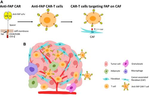Figure 2 Anti-FAP CAR-T cells in the solid tumor TME. (A) The anti-FAP CAR constructs consist of an anti-FAP targeting moiety (scFv), a spacer, a transmembrane domain (TM), and signaling domains (CD28/41BB and CD3ζ). These are transduced and expressed on T cells. The developed anti-FAP CAR-T cells can then bind to FAP expressed on CAFs. (B) Binding of anti-FAP CAR-T cells to FAP on CAFs within the hostile, multicellular TME.