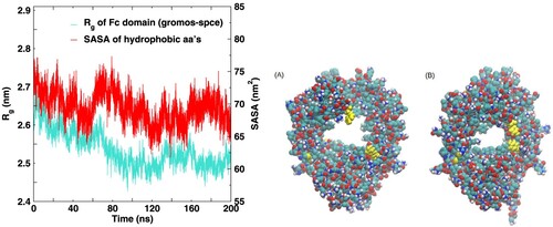 Figure 6. Time series of the Rg (left y axis) of the Fc fragment for the gromos-spce system. The solvent accessible surface area (SASA) of the hydrophobic amino acids is also shown (see right y axis). The snapshots on the right depict the large amplitude internal motions in the  Fc fragment.