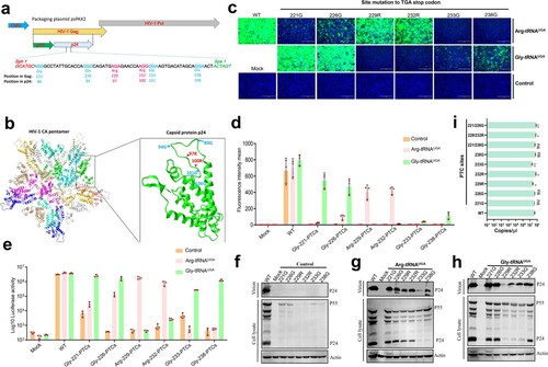 Figure 5. ACE-tRNAs as a precise switch for HIV-1 pseudotyped virus production. (a) Schematic diagram of the gene distribution of psPAPX2. The blue element is CMV (cytomegalovirus promoter), yellow and grey represent the HIV gag and Pol genes, respectively, and the p17 and p24 genes are indicated in the gag gene represented in green and light grey. The PTC sites were located between SphI and SpeI in p24. The numbers above the diagram represent the corresponding position in the gag protein, and the numbers below the diagram represent the corresponding position in p24. (b) Crystal structure of the HIV CA pentamer; the green part inside the box is the capsid protein p24. Amino acid codons selected for replacement with TGA are labelled within the tertiary structure of p24. (c) psPAPX2 or the indicated PTC constructs of psPAPX2, pMD2.G, PLVX-IRES-ZSGreen and the indicated ACE-tRNA or control vector were cotransfected into HEK293T cells to package the EGFP reporter virus. At 48 h posttransfection, 200 μL of collected virus were used to infect HEK293T cells. Fluorescence was observed at 48 h postinfection (hpi). An untransfected group was used as a mock control. Cell nuclei were stained with DAPI; scale bar 200 μm. (d) The MFI of infected HEK293T cells was evaluated using flow cytometry. (e) Firefly luciferase assay of ACE-tRNAs in the production of luciferase reporter PTC-containing virus. Two hundred microliters of collected virus were used to infect HEK293T cells, and the cells were washed and lysed for luciferase activity detection at 48 hpi. Experiments were repeated at least three times. Error bars represent the standard deviations (SD). (f) Western blot detection of PTC-harbouring virus production with the control vector, (g) Arg-tRNAUGA or (h) Gly-tRNAUGA. Experiments were repeated at least three times, and a representative result is shown.