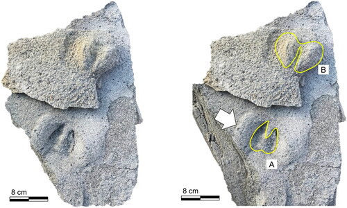 Figure 4. Block of pyroclastic tuff containing Track 1. The fossil track (A) and corresponding track cast (B) are preserved with a high degree of detail. The marginal ridge is indicated by a white arrow.