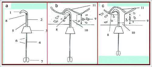 Figure 2. (A) The sketch of elevator 014 showing the main components (1: primary detaching knife; 2: tube; 3: holder; 4: spring wire; 5: scale; 6: scales; 7: stopper; 8: shape-memory Ni/Ti alloy wire.); (B) The sketch of primary detaching (10: implant hole or transcrestal access; 11: maxillary sinus mucosa.); and (C) The sketch of secondary detaching (9: residual alveolar bone).