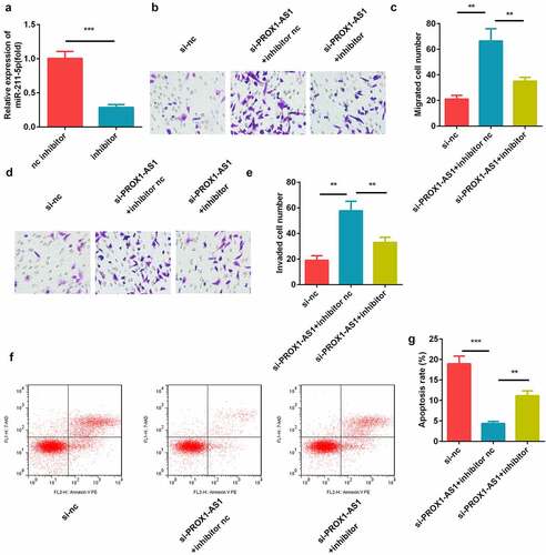 Figure 4. Inhibition of miR-211-5p suppressed the cell migration and invasion induced by the knockdown of PROX1-AS1. (a) qRT-PCR was used to measure the transfection efficiency. (b) Cell migration abilities were analyzed using the non-Matrigel transwell assay. (c) Quantification analysis of B. (d) Cell migration and invasion abilities were analyzed using the Matrigel transwell assay. (e) Quantification analysis of D. (f) Flow cytometry was used to measure the apoptosis cells. (g) Quantification analysis of F. ***P < 0.001. **P < 0.01