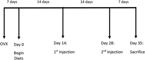 Figure 1. Timeline of the study. Female C57Bl/6 mice (n = 90) were ovariectomized (OVX) then randomized to 1 of 5 diets on Day 0. Chemotherapy and saline injections were given on day 14 and 28. Mice were sacrificed, and tissues were collected on day 35.