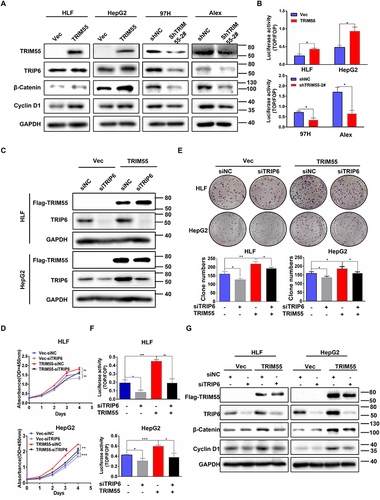 Figure 4 Tumor promoting effect of TRIM55 in HCC is partially dependent on TRIP6. (A) The effect of TRIM55 overexpression or knockdown on TRIP6, β-Catenin and Cyclin D1 protein levels by Western blot analysis. (B) The effect of TRIM55 overexpression or knockdown on Wnt activity by TOP/FOP luciferase reporter assay. (C) Knockdown of TRIP6 in HLF and HepG2 cells with TRIM55 overexpression was verified by Western blot analysis. (D) CCK8 assay was performed in HLF and HepG2 cells with TRIM55-overexpression or control cells transiently transfected with siNC, siTRIP6. (E) Colony formation assay was performed in HLF and HepG2 cells with TRIM55-overexpression or control cells transiently transfected with siNC, siTRIP6. (F) TRIP6 knockdown significantly decreased the TOP/FOP luciferase activity induced by TRIM55. (G) Western blot analysis of TRIP6, β-Catenin and Cyclin D1 protein levels in HLF and HepG2 cells with TRIM55-overexpression or control cells transiently transfected with siNC, siTRIP6. (*P < 0.05, **P < 0.01, ***P < 0.001).