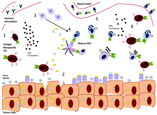 Figure 1. Potential synergy between antigen-specific and nonspecific CD8+ T cell responses. (1) Immunostimulatory therapies induce αβ memory CD8+ T cells to become activated in an antigen-nonspecific fashion, upregulating receptors such as NKG2D. (2) Antigen nonspecific cells can recognize transformed cells via stress ligands, lyse them and hence cause the release of sequestered tumor antigens. (3) Cytokines and chemokines released by nonspecific cells recruit other immune cells including antigen-presenting cells (APCs), which can engulf tumor antigens and hence (4) activate antigen specific CD4+ and CD8+ T cells. At this stage, vaccination strategies, may aggravate tumor-specific immune responses. (5) Antigen-specific and nonspecific cells are able to attack tumor cells by targeting both tumor antigens and stress ligands, making the arisal of escape variants less likely. (6) Cytokine secretion by antigen-specific cells maintains and continuously recruits antigen nonspecific cells to the tumor site.