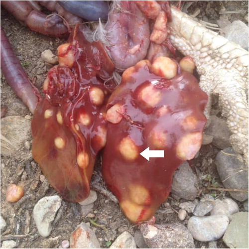Figure 1. Hepatomegaly with multiple yellowish tuberculous granulomas (arrow) in a domestic turkey caused by Mycobacterium avium subsp. avium.
