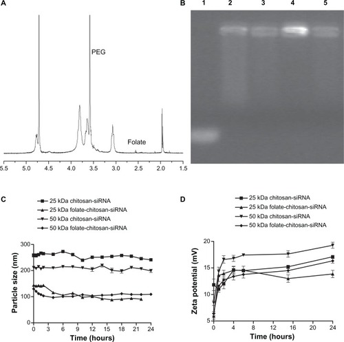 Figure 4 (A) 1H NMR spectrum of folate-chitosan. Solvent DCl/D2O (1:100). (B) Electrophoresis analysis of chitosan or folate-chitosan/siRNA complexes at a weight ratio of 50:1 on 2% agarose gel. Lane 1, free siRNA Sjogren syndrome antigen (0.5 μg/lane); lane 2, 25 kDa chitosan-siRNA; lane 3, 25 kDa folate-chitosan-siRNA; lane 4, 50 kDa chitosan-siRNA; lane 5, 50 kDa folate-chitosan-siRNA. (C) Time course of nanoparticle size (nM). (D) Time course of zeta potential (mV).Abbreviations: PEG, poly(ethylene glycol); siRNA, small interfering RNA.