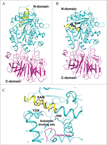 Figure 5. Crystal structure of a putative TYW3 from Archaeoglobus fulgidus. (A) Apo structure of TYW3 (PDB id : 2QG3). The secondary structural elements, β-strands, α-helices, and loops, are colored as cyan, yellow, and light-magenta. The C-terminal α-helix is colored as dark blue. The side chains of invariant residues are shown with stick models. (B) Electrostatic surface potential of TYW3. Blue, red, and white patches present the positively, negatively-charged, and neutral regions of the protein surface, respectively. The presumed SAM binding pocket and the active site are labeled. (C) The presumed SAM-binding and the active sites of TYW3. The side chains of strictly conserved residues are shown as stick models.