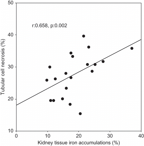 Figure 3. Scattergram showing the relation between kidney tissue iron accumulations (in %) and tubular cell necrosis (in %) in patient groups (ARF and ARF-VC groups).