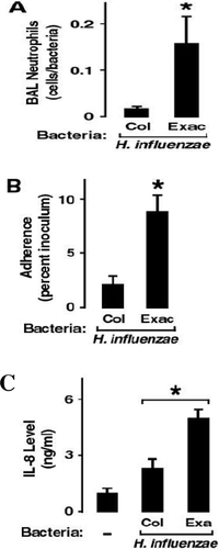 Figure 3. Comparison of H. influenzae exacerbation (Exac) and colonization (Col) strains. *denotes p < 0.05. Reproduced with permission from Chin et al. (Citation[22]). (A) Neutophils in bronchoalveolar lavage (BAL) in response to mouse airway infection with bacterial strains. (B) Adherence of bacterial strains to tracheobronchial epithelial cells in culture. (C) Production of interleukin-8 (IL-8) by tracheobronchial epithelial cells in culture on exposure to bacterial strains.