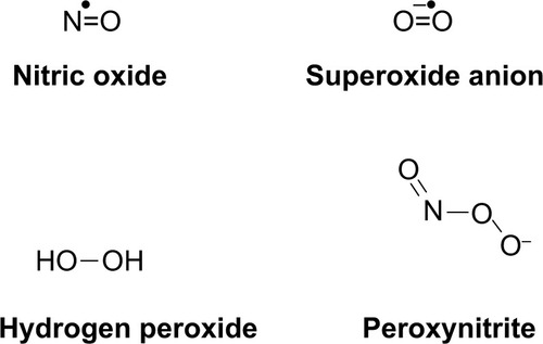 Figure 1 Common reactive oxygen species and reactive nitrogen species. The formation of such species is normally highly controlled for specific signaling mechanisms (nitric oxide), respiration (superoxide), or defense (hydrogen peroxide). When cells are damaged, radicals can freely form and travel to uninjured, healthy cells. Environmental factors may also contribute to the formation of oxidative stress.