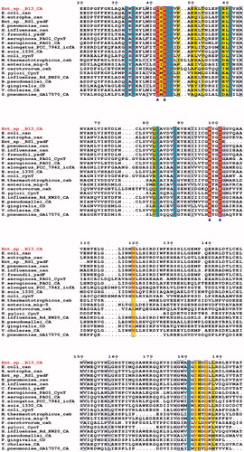 Figure 4. Multiple amino acid sequence alignment of 21 known β-class CAs: Enterobacter sp. B13-CA, E. coli str. K-12 substr. MG1655can, Ralstonia eutropha can, Enterobacter sp. RS1 yadF, Klebsiella pneumoniae can, H. influenzae can, C. freundii yadF, P. aeruginosa PAO1 cynT, P. aeruginosa PAO1 CA, Synechococcus elongates PCC 7942 icfA, B. suis 1330 CA, E. coli str. K-12 substr. MG1655 cynT, M. thermautotrophicus cab, S. enterica mig-5, P. carotovorum cah, H. pylori cynT, H. influenzae Rd KW20 CA, Burkholderia pseudomallei CA, P. gingivalis CD, V. cholerae CA, S. pneumoniae GA17570 CA and M. tuberculosis Rv1284. Triangles indicates the zinc ion-binding residues. Other active side conserved residues were shaded in blue (red letters). The figure was drawn with ESPript.