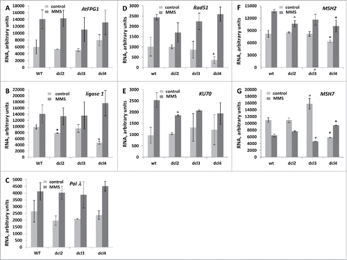 Figure 5. The semi-quantitative RT-PCR (SQ-RTPCR) analysis of the expression of base excision repair, DSB repair and mismatch repaor genes in wt and mutant plants exposed to MMS The steady state RNA levels of AtFPG1 (A), ligase 1 (B), Polλ (C), Rad51 (D), KU70 (E), MSH2 (F) and MSH7 (G) are shown as an average of arbitrary units of intensity calculated from 2 biological and 2 technical repeats (with SD). The asterisks (p < 0.05) show a significant difference between mutants and wt plants.