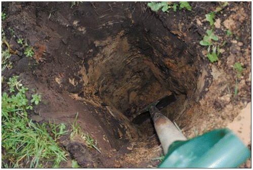 Figure 2. Soil sampling at Sterksel. The black top soil over yellow subsoil is clearly visible.