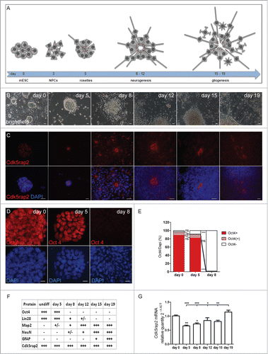 Figure 1 (See previous page). Neural differentiation of mESC. (A–C) Scheme, phase contrast microscopy pictures, and immunocytochemistry of successive phases and cellular stages during neural differentiation of mESC. (A) Undifferentiated mESC formed colonies. After neural differentiation induction, pluripotent mESC developed into neuroepithelial precursor cells (NPCs). By day 5, these NPCs were organized in rosette-formations, giving rise to developing neurons around days 8 to 12 (neurogenesis) and to astrocytes by day 15 (gliogenesis). Processes extended from the cell clones by day 8, sprouted further and formed networks around day 12, resulting in a compact network of neuronal and glial fibers by day 19. Cells in the center of rosettes still proliferated, thereby establishing large cell clusters. Red dots depict centrosomes. (B) Phase contrast microscopy images illustrating morphological changes of mESC during neural differentiation. Scale bars 20 μm. (C) Cdk5rap2 (red) adopted a strongly polarized position in the center of rosettes from day 5 to day 12; this formation slowly disappeared around day 15. DNA was stained with DAPI (blue). Immunofluorescence images, scale bars 20 μm. (D) mESC were immunopositive for the stem cell marker Oct4 (red) on days 0 and 5, but not on day 8 after neural differentiation induction. DNA was stained with DAPI (blue). Immunofluorescence images, scale bars 10 μm. (E) On day 0 and 5 about 97% and 91%, respectively, of all cell groups were Oct4-immunopositive (n = 3 per group, one-way ANOVA, P < 0.0001, Bonferroni's Multiple Comparison Test), while at day 8 nearly all of them (98%) were immunonegative. (F) Presence of cells positive for Cdk5rap2, stem cell markers (Oct4, Lin28) and markers for differentiated cells (Map2, NeuN, Gfap) during neural differentiation analyzed by immunocytochemistry: -, not present; +/−, first positive cells detectable; +, some positive cells; +++, many positive cells. (G) Cdk5rap2 mRNA levels, analyzed by qPCR, in undifferentiated mESC and during neural differentiation in vitro (n=6 per group, one-way ANOVA, P < 0.0001, Bonferroni's Multiple Comparison Test). Cdk5rap2 expression decreased at the beginning of differentiation and rose again, especially at the later stage (day 19) when astrocytes appeared in the differentiating mESC culture. *P < 0.05, **P < 0.01, ***P < 0.001.