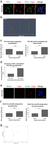 Figure 3. TET1 and its demethylation mark, 5hmC, interact with Cajal bodies. (a) Confocal images showing co-localization of TET1-NBs and CBs in HCT116 cells as indicated by arrowheads (n=3; Scale bar: 5µm). (b) Co-localization profile analysis of nuclear TET1-NBs and CBs further demonstrates the overlay of the two structures. (c) Comparative quantification and size measurement of TET1-NBs and CBs in 308 cells. (d) Comparative analysis showing significant difference between the co-localization percentage of TET1-PML and TET1-Cajal. (e) Similarly, the direct demethylation mark, 5hmC, also co-localized with CBs. (f) Post-confocal analysis in 241 cells showed that 5hmC foci were not significantly fewer than Cajal bodies while, as observed for TET1-NBs, 5hmC foci were significantly smaller than CBs. Error bars represent the standard deviation of means (***p < 0.001; ****p < 0.0001; N.S: non-significant) (g) Pearson’s scatter plot shows a positive correlation between Cajal bodies and 5hmC foci in 264 cells (r = 0.8555; p = 0.0298).