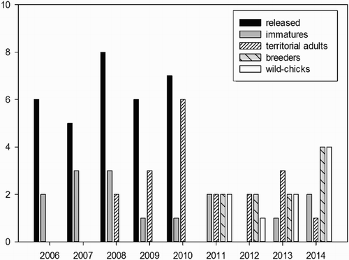 Figure 3. The number of Ospreys observed in the study area per year: juveniles banded and released (black bars), number of immature individuals (grey bars), number of territorial adults that did not reproduce (white bars with skew lines), number of breeders (grey bars with skew lines) and number of wild-born chicks (white bars).