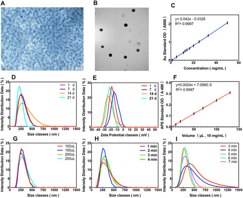 Figure 2 Synthesis and characterization of APS/AuNRs/PLGA-PEG. (A) Bright-field optical microscopy image (Magnification, 200 ×, scale bar, 20μm) and (B) TEM image (scale bar, 1μm) of APS/AuNRs/PLGA-PEG NPs. (C) The concentration-dependent absorbance of AuNRs at the wavelength 800 nm. (D) Size distribution changes of APS/AuNRs/PLGA-PEG over time. (E) Zeta distribution changes of APS/AuNRs/PLGA-PEG over time. (F) The concentration-dependent absorbance of APS at the wavelength 490 nm. (G) Size distribution with different volumes of APS. (H) Size distribution with different ultrasonic emulsification times for W/O. (I) Size distribution with different ultrasonic emulsification times for W/O/W.Abbreviations: APS, astragalus polysaccharide; AuNRs, gold nanorods; PLGA, poly(lactic-co-glycolic) acid; PEG, polyethylene glycol; NPs, nanoparticles; TEM, transmission electron microscopy; W/O, water/oil; W/O/W, water/oil/water.