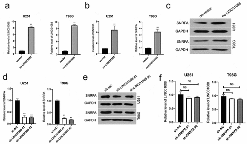 Figure 4. Effect of LINC01088 on SNRPA expression. (a-c), The mRNA level and protein expression of SNRPA were evaluated in U251 and T98G cells after transfected with oe-LINC01088 plasmid by qRT-PCR or western blot, respectively. **P < 0.01 compared with vector. (d-e), The mRNA level and protein expression of SNRPA were evaluated in U251 and T98G cells after transfected with sh-LINC01088 plasmid by qRT-PCR or western blot, respectively. (e) The expression of LINC01088 in indicated cells was detected using qRT-PCR. **P < 0.01 compared with sh-NC.