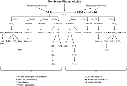 Figure 2. Differential metabolism and metabolic products of EPA and AA. *Pro- and anti-inflammatory. †Anti-inflammatory and pro-resolving. AA: arachidonic acid; EPA, eicosapentaenoic acid; COXs: cyclooxygenases (COX-1 and COX-2); DHA: docosahexaenoic acid; HEPE: hydroxyeicosapentaenoic acid; HPEPE: hydroperoxyeicosapentaenoic acid; HPETE: hydroperoxyeicosatetraenoic acid; 12-HETE: 12-hydroxytetraenoic acid; 15-HETE:15(S)-hydroxyeicosatetraenoic acid; HPEPE: hydroperoxyeicosapentaenoic acid; LTs: leukotrienes; PGs: prostaglandins; PLA2: phospholipase A2; LOXs: lipoxygenases; TX: thromboxane. Adapted from [Citation9] with permission of Oxford University Press.