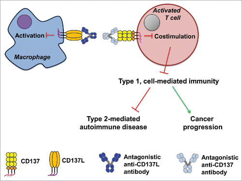 Figure 3. The effects of inhibition of CD137–CD137L interaction by antagonistic anti-CD137 or anti-CD137L antibodies on the bidirectional signal transduction for the CD137 receptor/ligand system is depicted exemplary for the case of an APC–T cell interaction.