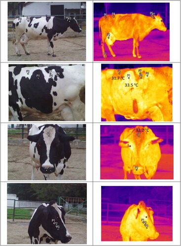 Figure 5. Visual image and infra-red thermogram showing body surface temperature pattern at different regions of black and white coat coloured Holstein Friesian crossbred (Bos taurus × Bos indicus) cow.